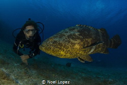 Goliath grouper with diver, Canon 60D ,tokina lens 10-17m... by Noel Lopez 
